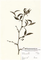 藏品(細葉菝契)的圖片